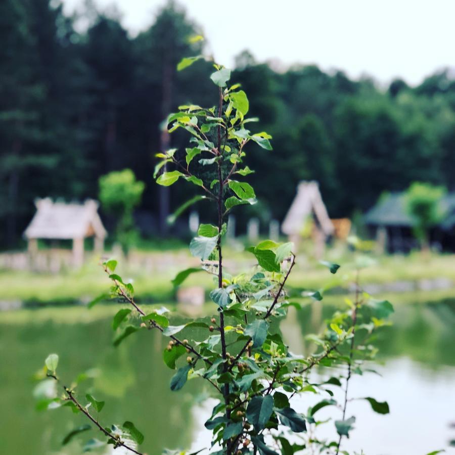 Gostynna Sadyba Kit Bayun Teterivka Bagian luar foto